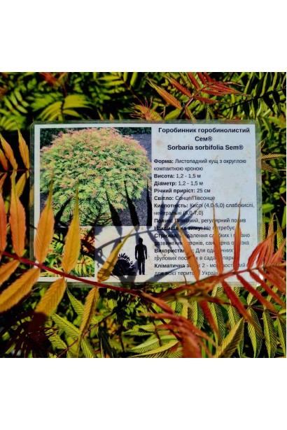 Горобинник горобинолистий Сем® 